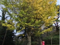 DSCF6416.jpg